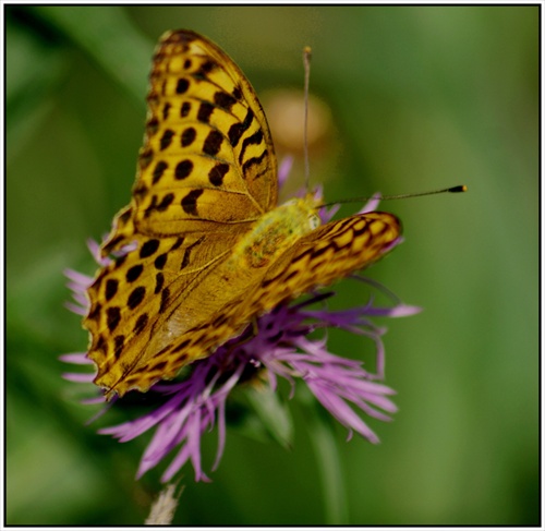 motyl