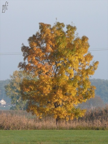 samotár