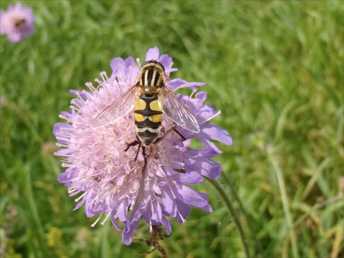 Pestřenka