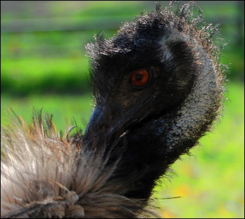 Emu