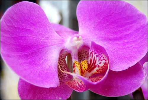 Orchidea