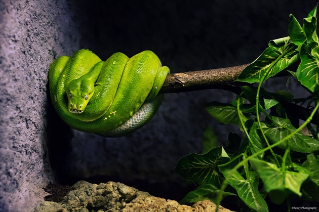 V bojnickej zoo