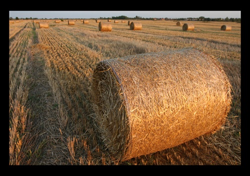 Zlaté válce na poli (1)