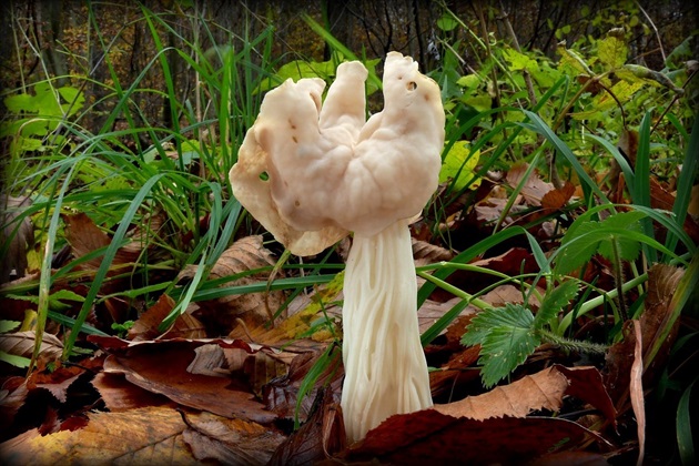 ... white saddle fungus