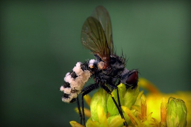 ... Fly Death Fungus