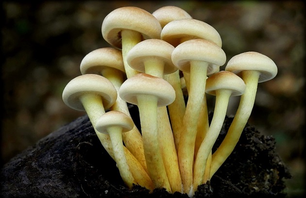 ... třepenitka  (Sulphur Tuft)