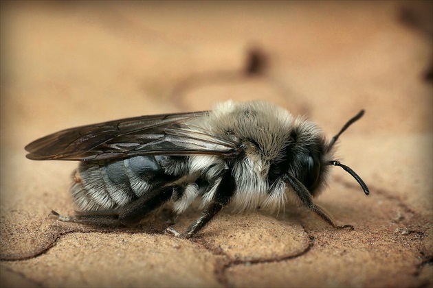 ... samotárka (Grey-backed Mining-bee)