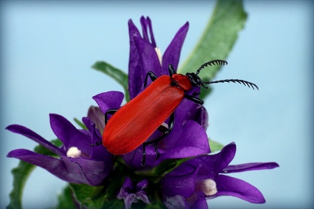 ... Cardinal beetle