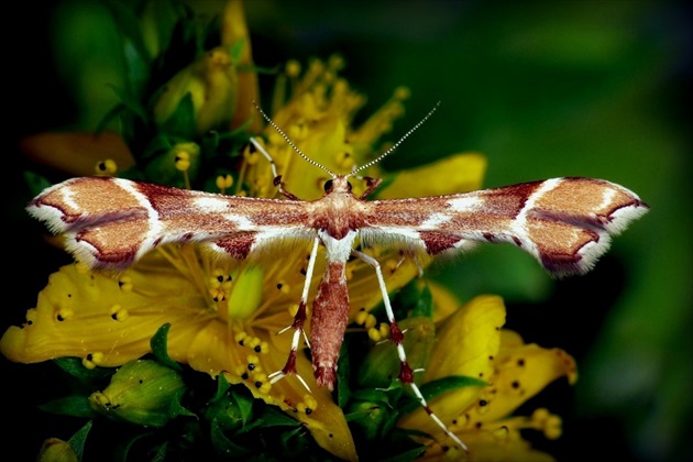 ... pernatuška (Rose Plume Moth)