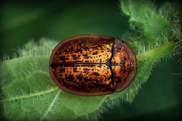 ... štítonoš (Sage Tortoise Beetle)