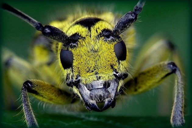 ... Long-horned Beetle