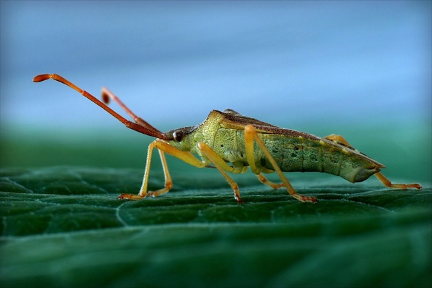 ... vroubenka keřová (Box Bug)