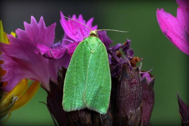 ... Green Oak Tortrix