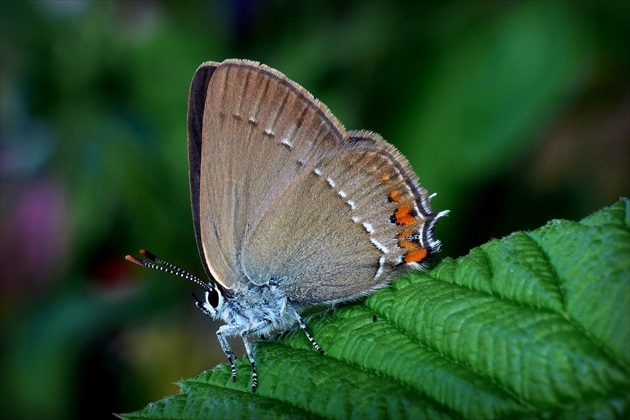 ... Sloe Hairstreak