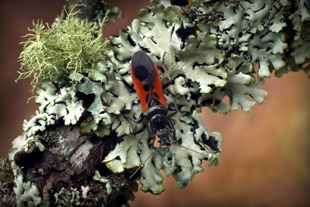 ...  Corsair Assassin Bug