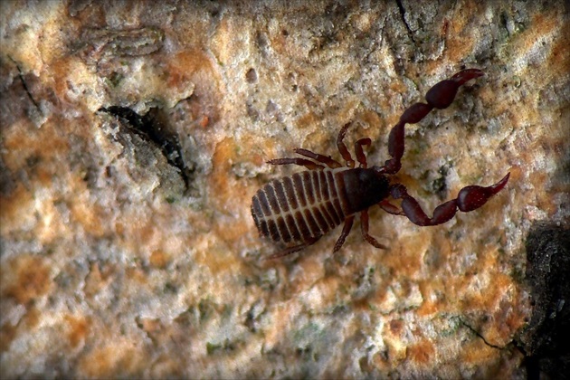 ... House Pseudoscorpion