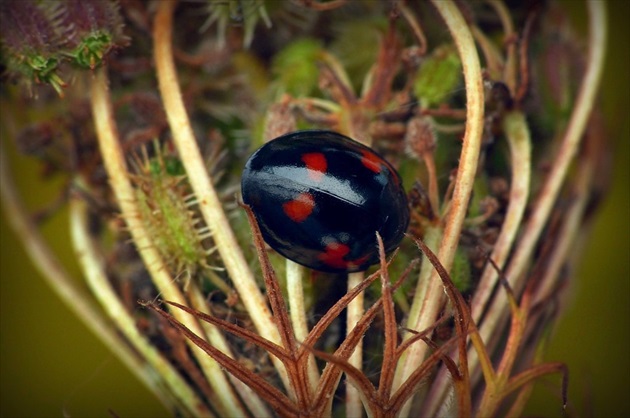 ... Pine Ladybird