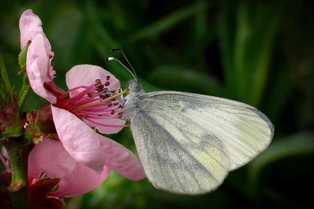 ... Wood White