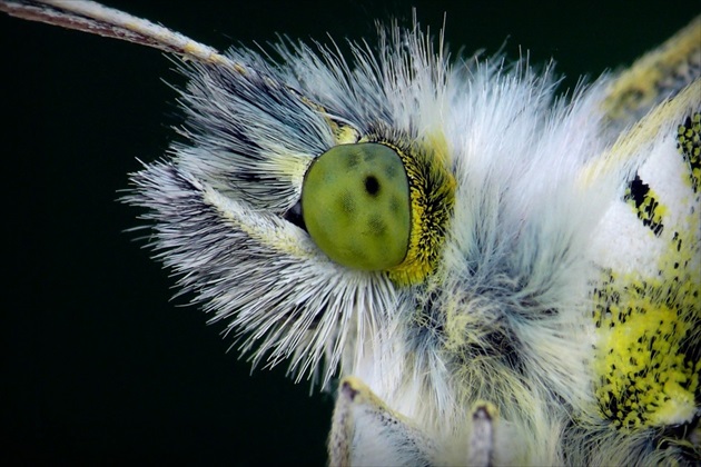 ... Orange Tip