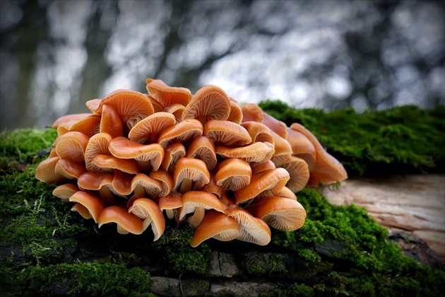 ... Enokitake (榎茸,エノキタケ)