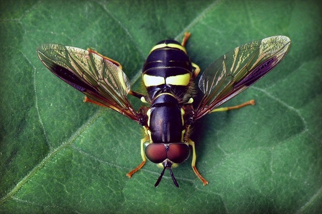 ... sestřenka pestřenka (Hoverfly)