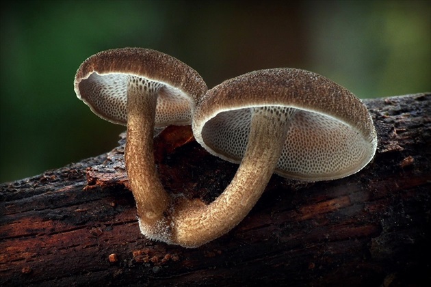 ... Spring polypore