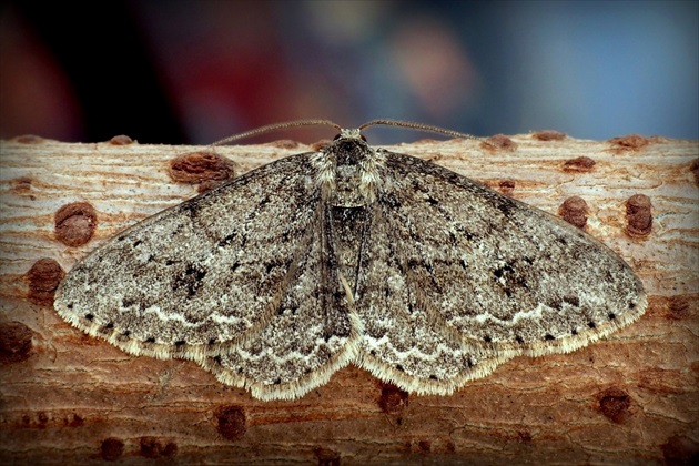 ... různorožec (Engrailed)