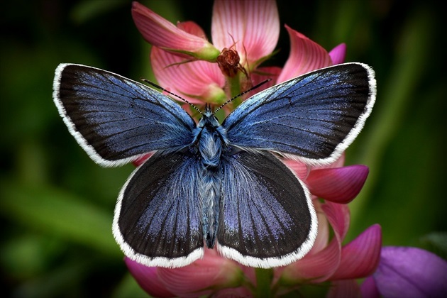 ... Silver-studded Blue