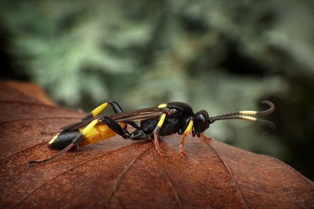 ... Ichneumon Wasp