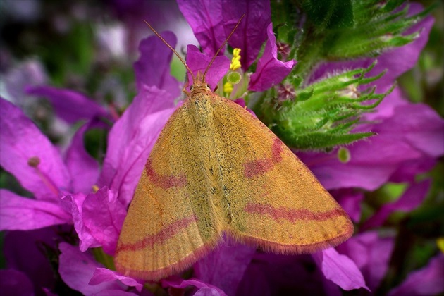 ... Purple-barred Yellow