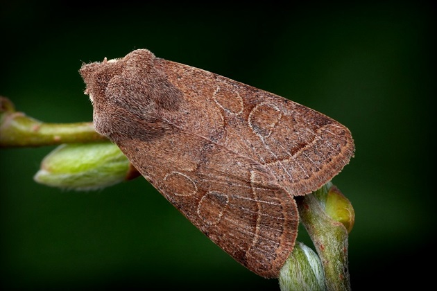 ... Common Quaker