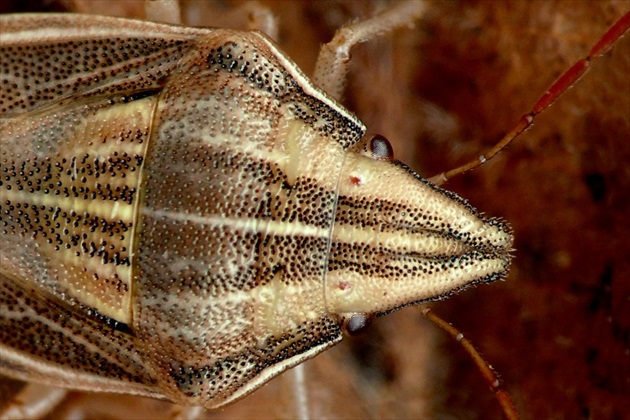 ... Bishop's Mitre Shieldbug