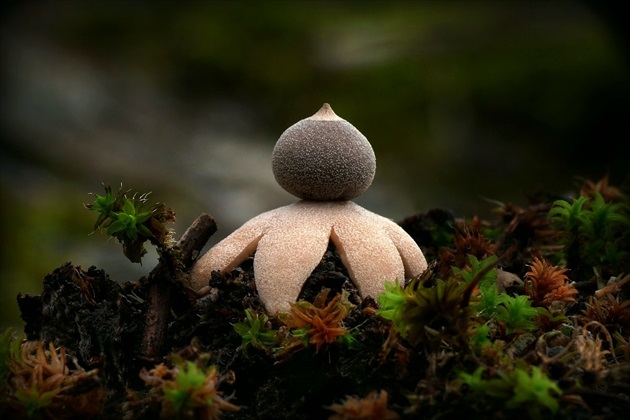 ... Tiny Earthstar