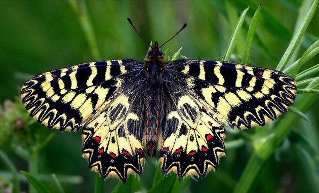 ... Southern Festoon