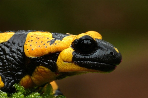 ... Fire salamander