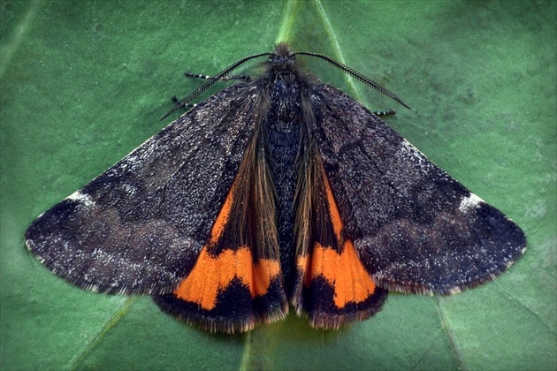 ... Light Orange Underwing