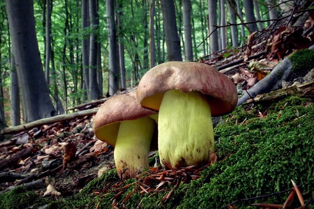 ... Butter Bolete