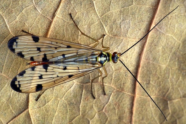 ... Scorpion Fly