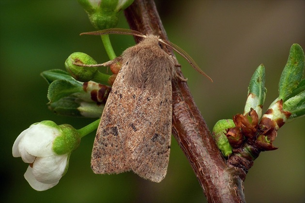 ... Small Quaker