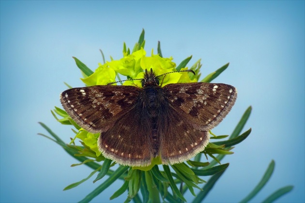 ... Dingy Skipper