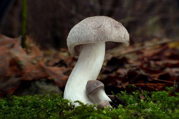 ... Dirty Tricholoma