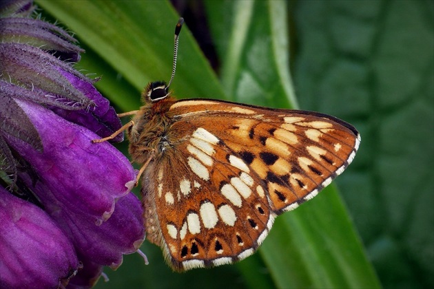 ... Duke of Burgundy