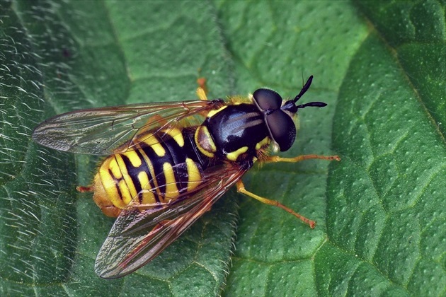 ... Gemeine Wespenschwebfliege