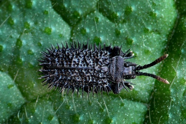 ... Schwarzer Stachelkäfer