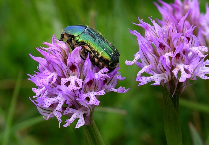 zlatoň obyčajný (Cetonia aurata)