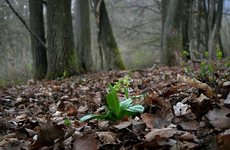 vstavač bledý (Orchis pallens)