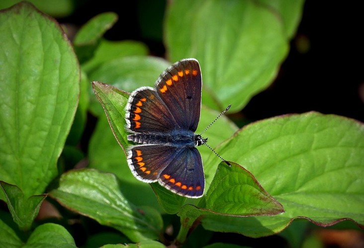 modráčik tmavohnedý (Aricia agestis)