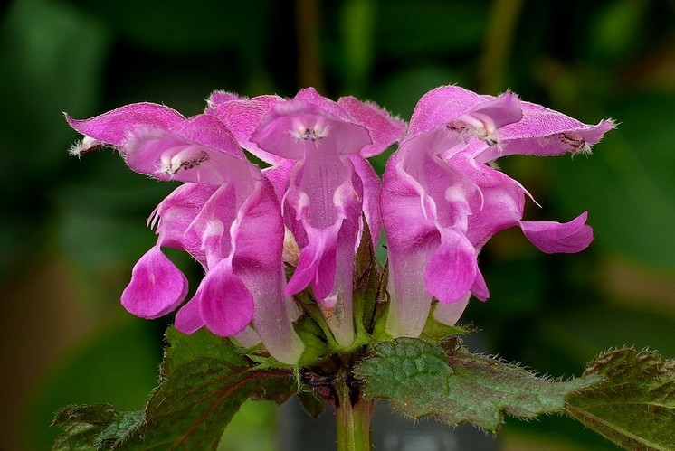 hluchavka škvrnitá (Lamium maculatum)