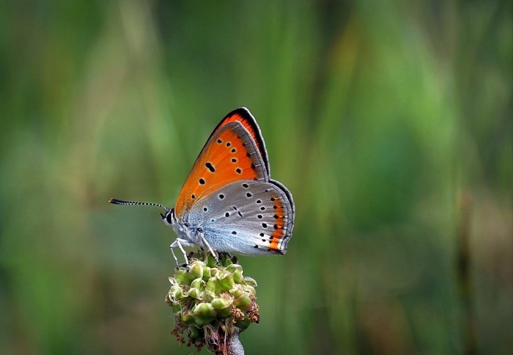 ohniváčik veľký (Lycaena dispar)