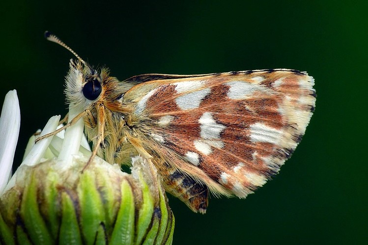 súmračník škoricový (Spialia sertorius)